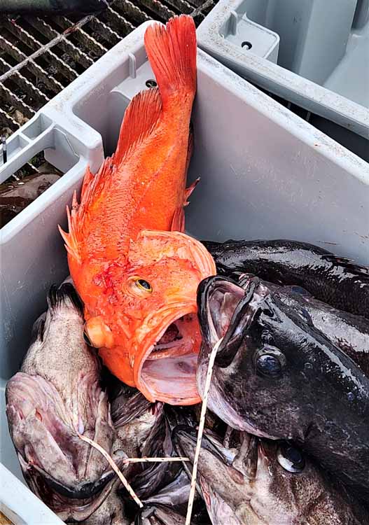 fish in tub